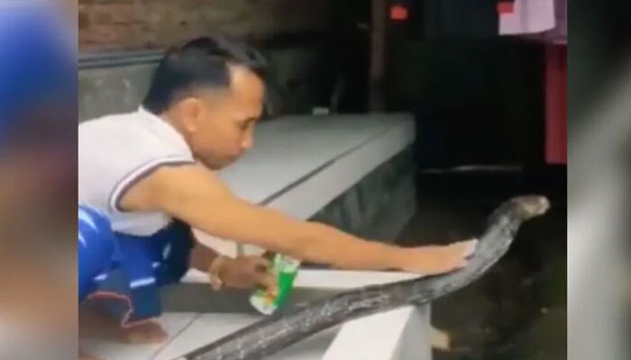 Viral Video Shows Man Bathing King Cobra By Rubbing With Shampoo