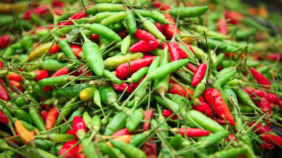 Health Benefits Of Bird's Eye Chilli News In Malayalam: കാന്താരിയാണ് ...