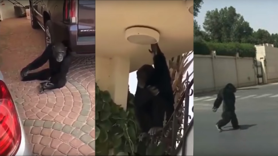 Viral Video: റോഡില് അലഞ്ഞ് തിരിഞ്ഞ് ഗൊറില്ല Viral Video: റോഡില് അലഞ്ഞ് തിരിഞ്ഞ് ഗൊറില്ല