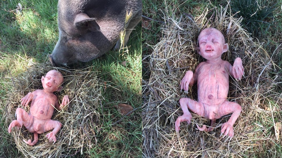 Pig Gives Birth to Human Baby News in Malayalam: മനുഷ്യ സാദൃശ്യമുള്ള ...