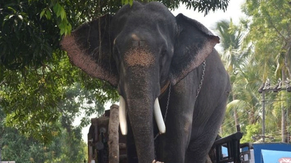 കൊച്ചിന് ദേവസ്വം ബോര്ഡിന്റെ ഉടമസ്ഥതയിലുള്ള ആനകള്ക്ക് ഇനി ഒരു മാസം സുഖചികിത്സ കൊച്ചിന് ദേവസ്വം ബോര്ഡിന്റെ ഉടമസ്ഥതയിലുള്ള ആനകള്ക്ക് ഇനി ഒരു മാസം സുഖചികിത്സ