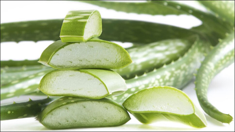 You know how much medicinal properties hidden in Aloe Vera News in