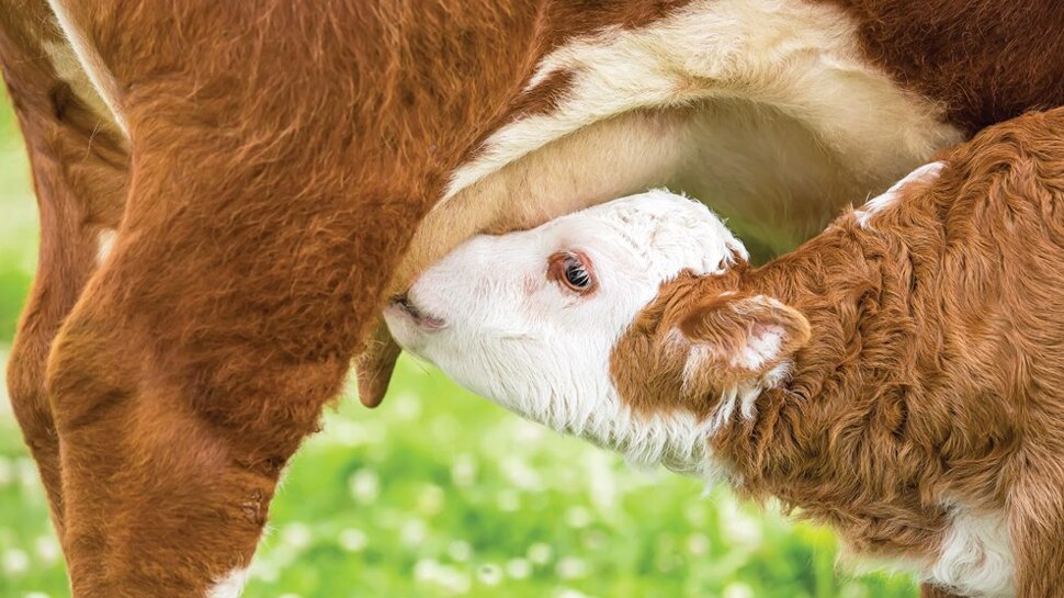 coat for cows and calves News in Malayalam ശൈത്യം വാതിലില്‍; പശുക്കളെ