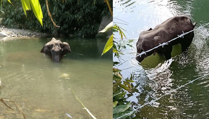ആന ചെരിഞ്ഞ സംഭവം; പ്രതികളെ കുറിച്ച് സൂചന ലഭിച്ചതായി വനം വകുപ്പ് ആന ചെരിഞ്ഞ സംഭവം; പ്രതികളെ കുറിച്ച് സൂചന ലഭിച്ചതായി വനം വകുപ്പ്