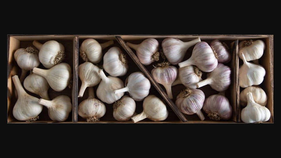 Garlic Benefits: വെളുത്തുള്ളി കഴിക്കുന്നവർ ഇൗ കാര്യങ്ങളെല്ലാം അറിഞ്ഞിരിക്കണം. Garlic Benefits: വെളുത്തുള്ളി കഴിക്കുന്നവർ ഇൗ കാര്യങ്ങളെല്ലാം അറിഞ്ഞിരിക്കണം.