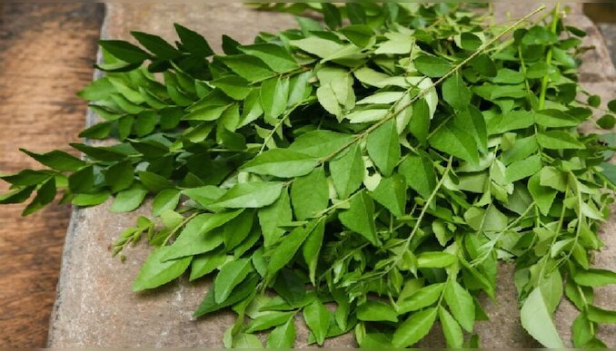 Curry Leaf Benefits: കറിവേപ്പിലയ്ക്ക് ധാരാളം ഗുണങ്ങളുണ്ട്, പ്രതിരോധശേഷി വർദ്ധിപ്പിക്കാനും ഉത്തമം