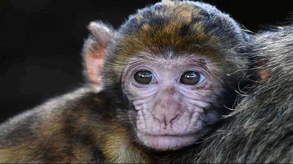 Monkey B Virus: China Reports First Death Regarding Monkey B Virus L ...