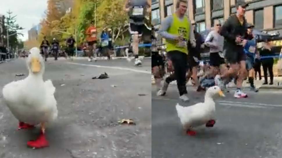 Watch cute viral video a duck participating marathon in new york gets
