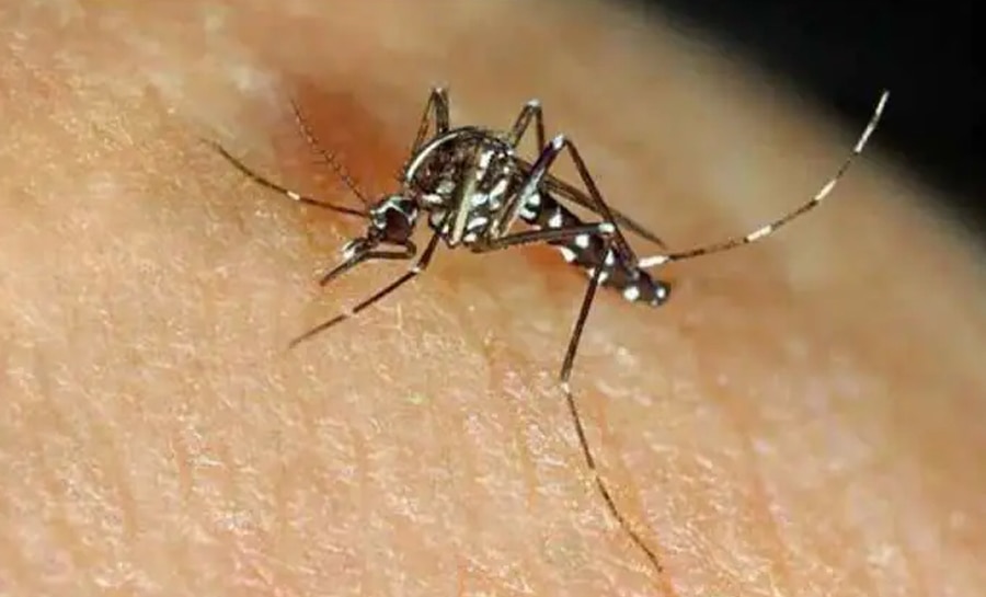 Zika virus | കോഴിക്കോട് സിക വൈറസ് സ്ഥിരീകരിച്ചു; 29കാരിയിലാണ് വൈറസ് ബാധ കണ്ടെത്തിയത്