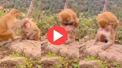 Viral Video: കുരങ്ങിന് പെട്ടെന്ന് പ്രണയം തോന്നിയാൽ എന്ത് ചെയ്യും, വീഡിയോ കാണൂ..!  