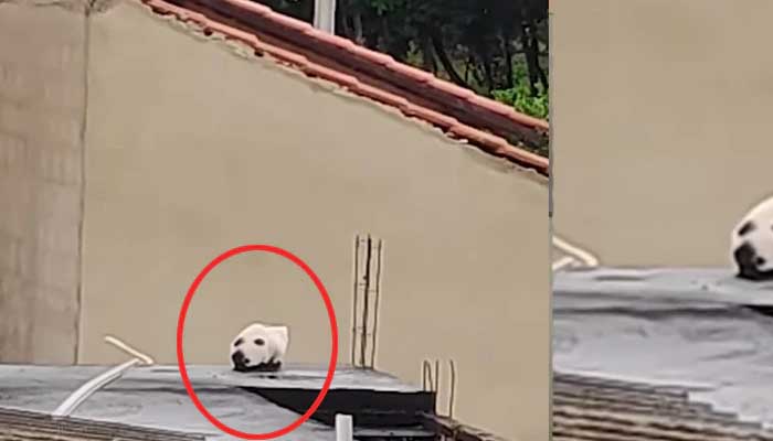 Viral Video google trending video did you also see dog and cat in the video  everyone is getting confused at first this funny video goes viral on  internet l Viral Video: പൂച്ചയോ