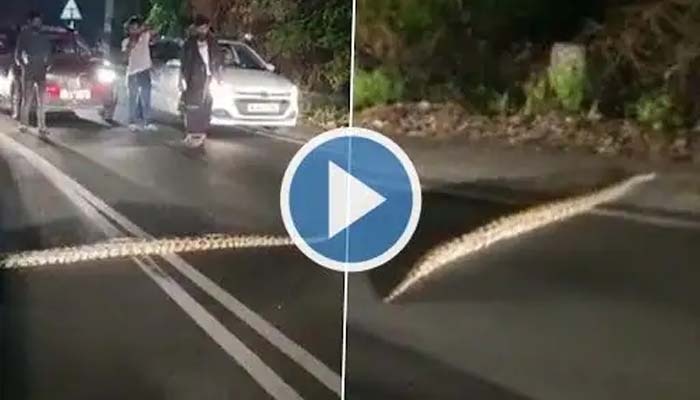 Viral video google trending video of a giant Python crossing the road ...
