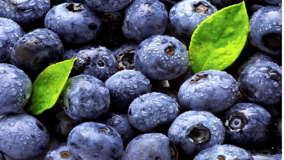 Blueberries are benefit for hig blood sugar diabetes type 2 diabetes
