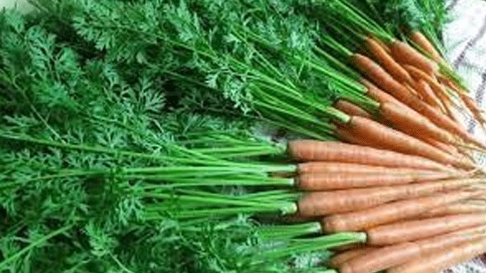 Benefits of carrot leaves Carrot leaves കാരറ്റ് മാത്രമല്ല
