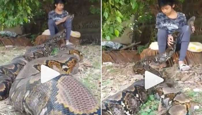 Giant Python video OMG two huge pythons appeared front of small boy see ...