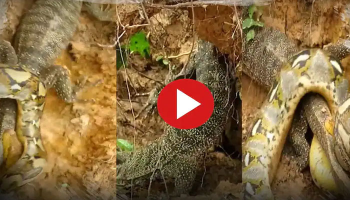 Viral video of Python and Mongoose fight what happened next omg video ...