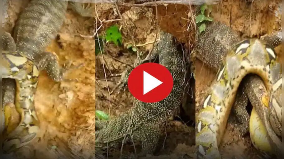 Viral video of Python and Mongoose fight what happened next omg video ...