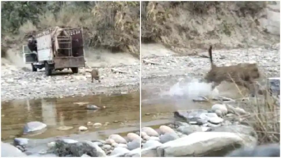 Viral video leopard rescue video leopard rescued from meerut released