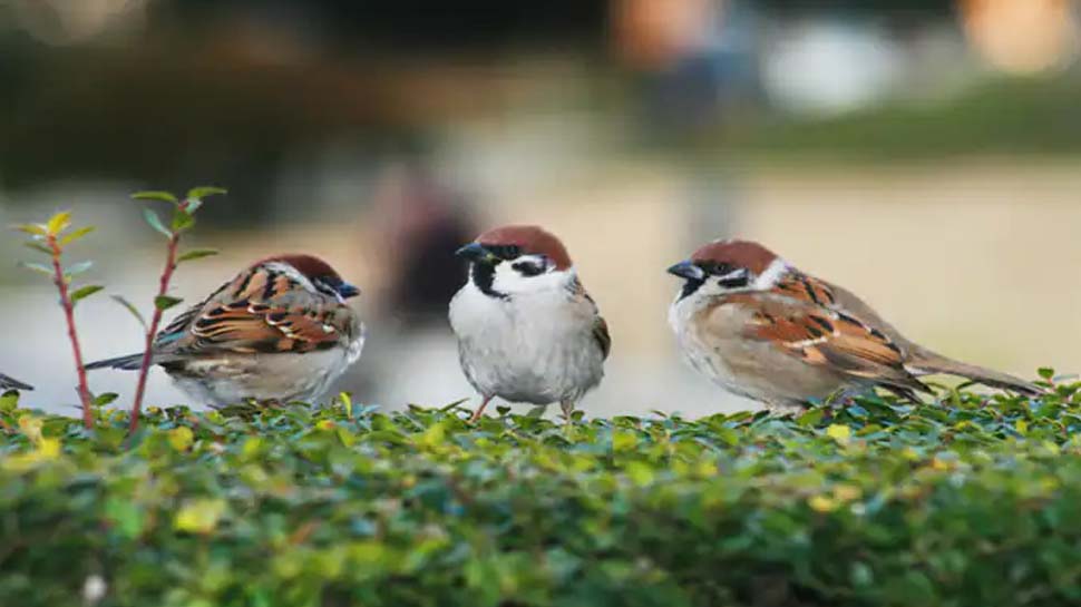World Sparrow Day 2022 Theme Significance history and everything you
