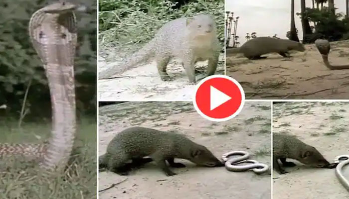 Viral Video Cobra Mongoose Fight Video Google Trending Video The ...