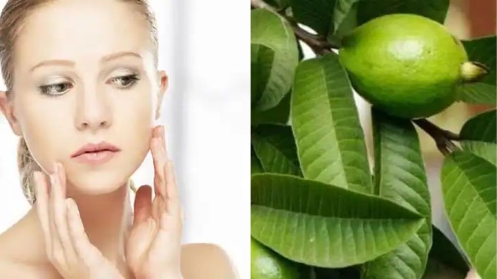 Guava leaf face pack for glowing skin benefits of guava leaf face pack
