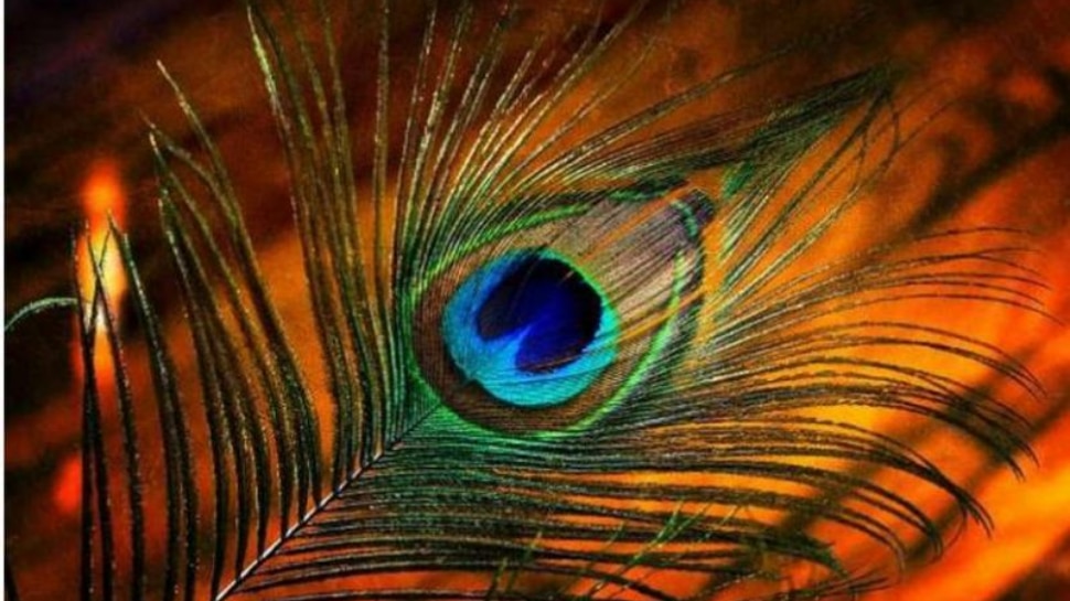 indian-mythology-facts-keeping-peacock-feather-in-house-will-bring