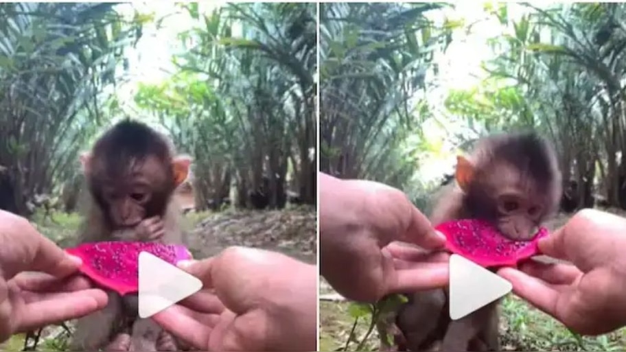 കുട്ടിക്കുരങ്ങന് മുന്നിലേക്ക് ഒരു കഷ്ണം ഡ്രാഗൺ ഫ്രൂട്ട്; പ്രതികരണം കണ്ടോ ?