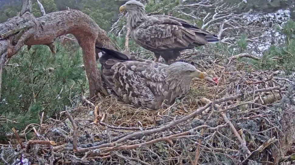 Viral video eagle hatching video live footage of wild eagle hatching