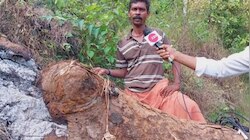 Human Animal Conflict: കണ്ണൂർ മലയോര മേഖലകളിൽ കാട്ടാന ശല്യം രൂക്ഷം