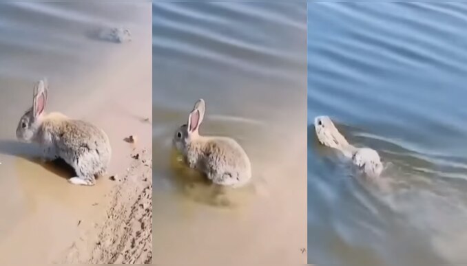 Viral video Have you ever seen a rabbit swimming video of rabbit ...