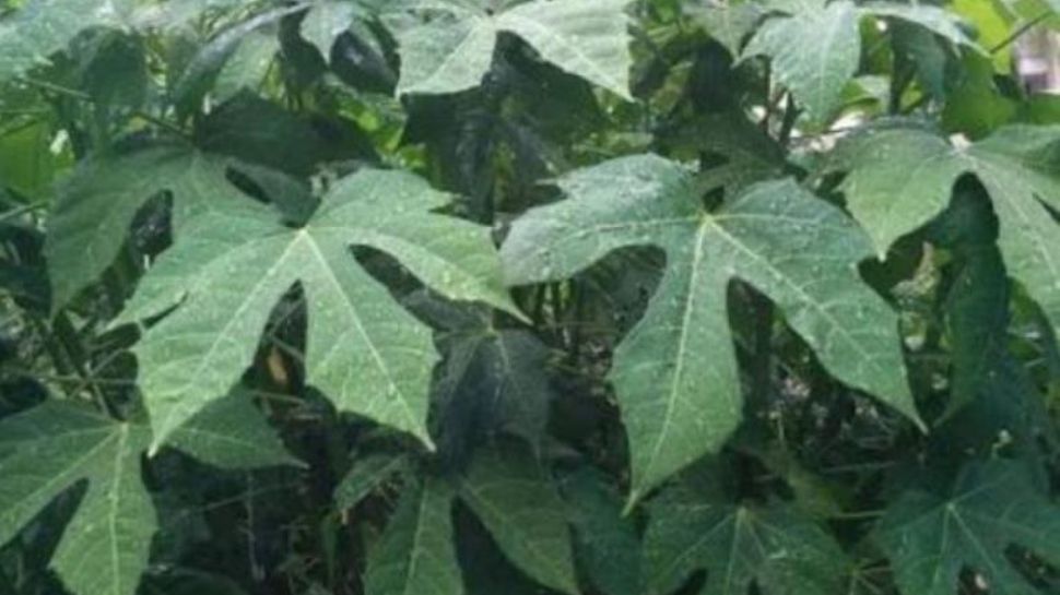 Health tips chayamansa benefits of tree spinach benefits of spinach