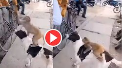 viral video: നായയുടെ പുറത്ത് കിടന്ന് ചിപ്പ്സ് അടിച്ച് മാറ്റുന്ന കുരങ്ങൻ, വൈറൽ വീഡിയോ