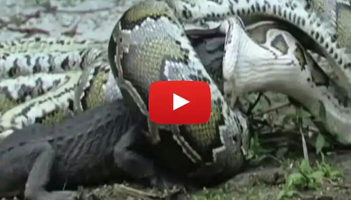 Viral video Python Crocodile fight video python swallows crocodile ...
