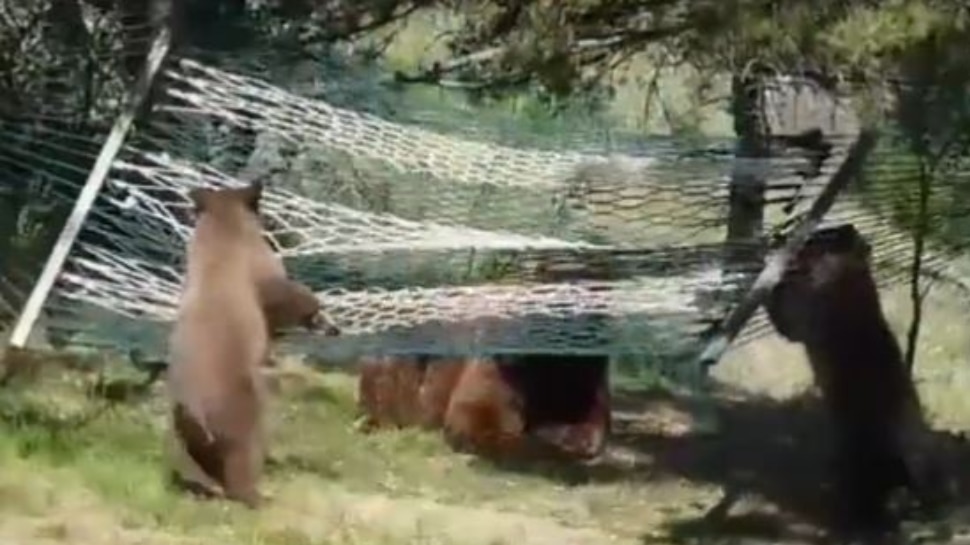 Viral Video Cute video of bear cubs trying to get in a hammock funny ...