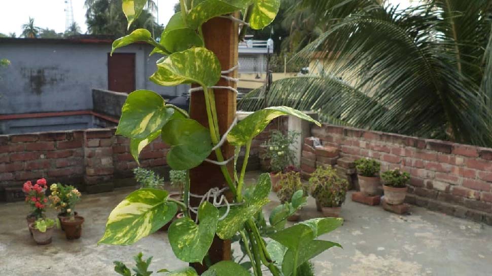 Vastu For Money Plant Where To Keep Money Plant At Home To Bring Wealth 