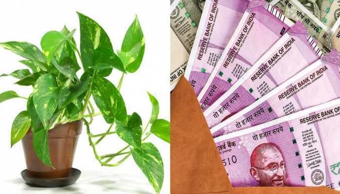 Vastu For Money Plant Where To Keep Money Plant At Home To Bring Wealth 