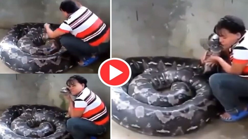 Viral Video dangerous python video google trends today woman kiss giant ...
