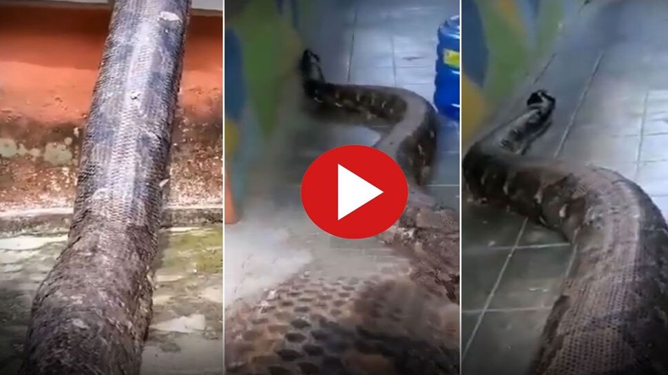 Viral video giant python video google trends giant python suddenly ...
