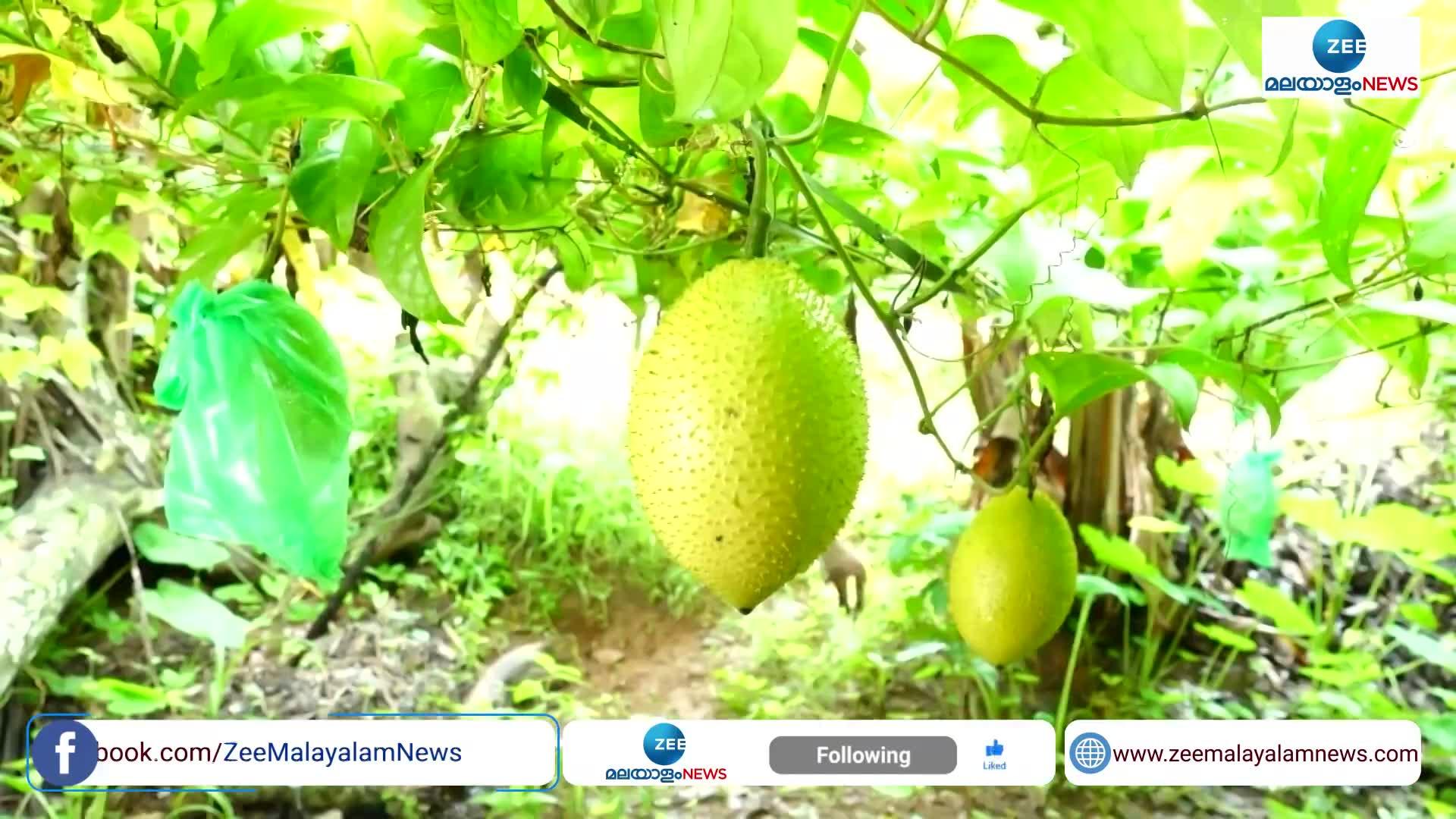 Gac Fruit Cultivation ഗാഗ് ഫ്രൂട്ട് കൃഷിയിൽ ചരിത്രം തീർത്ത് വിജയന്