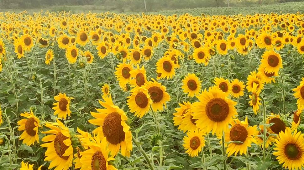 Beautiful view of Gundlupet Sunflower farm field of Karnataka കണ്ടാ