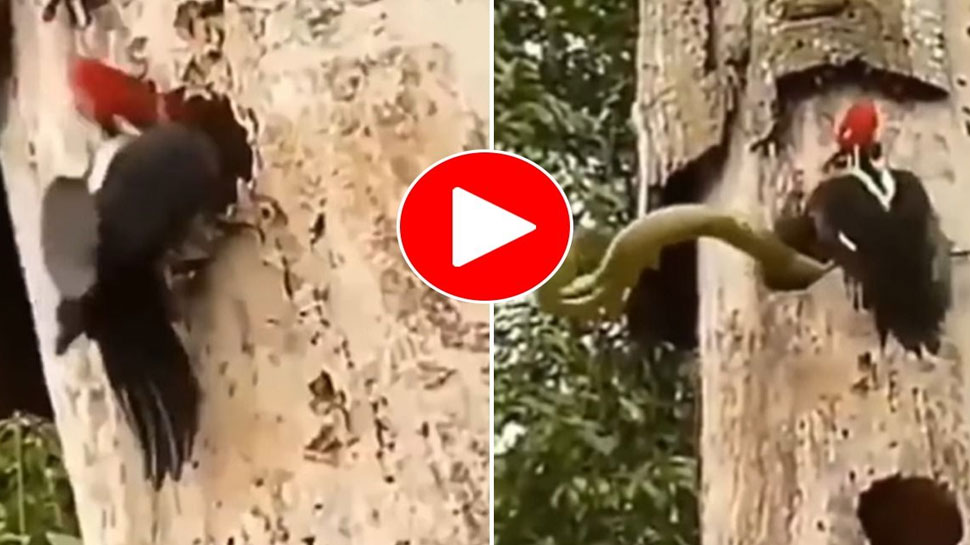Viral video snake woodpecker fight video google trending video