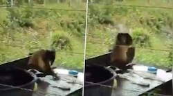 Viral video: 'നല്ല വൃ‍ത്തിയായി അലക്കണം'; തുണി കഴുകുന്ന കുരങ്ങന്റെ വീഡിയോ വൈറൽ