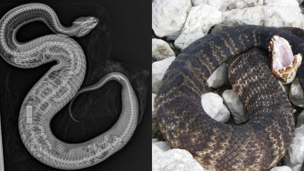 Viral News do you ever heard about a snake that eats python cottonmouth