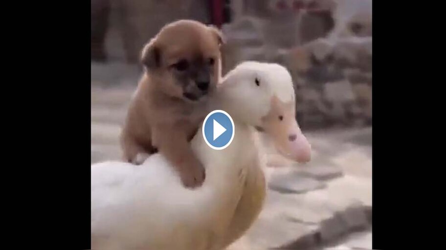 Viral Video dog travelling on duck video funny cute video dog climbing ...