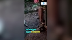  കോഴിക്കൂട്ടിൽ കൂറ്റൻ പെരുമ്പാമ്പ്,രണ്ട് കോഴികളെ പെരുമ്പാമ്പ് വിഴുങ്ങി 