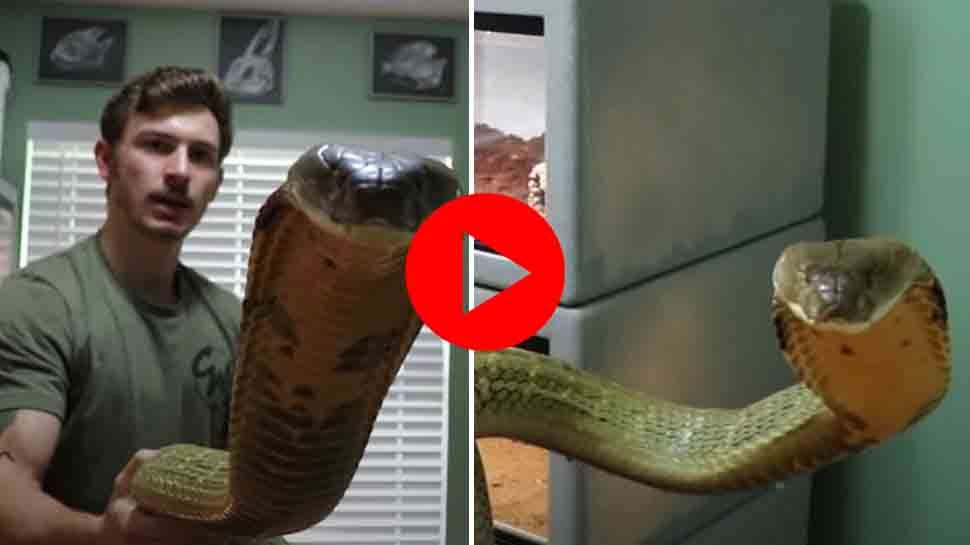 Viral Video Giant King Cobra Video Google Trending Video Have You Ever Seen Dangerous Video Of