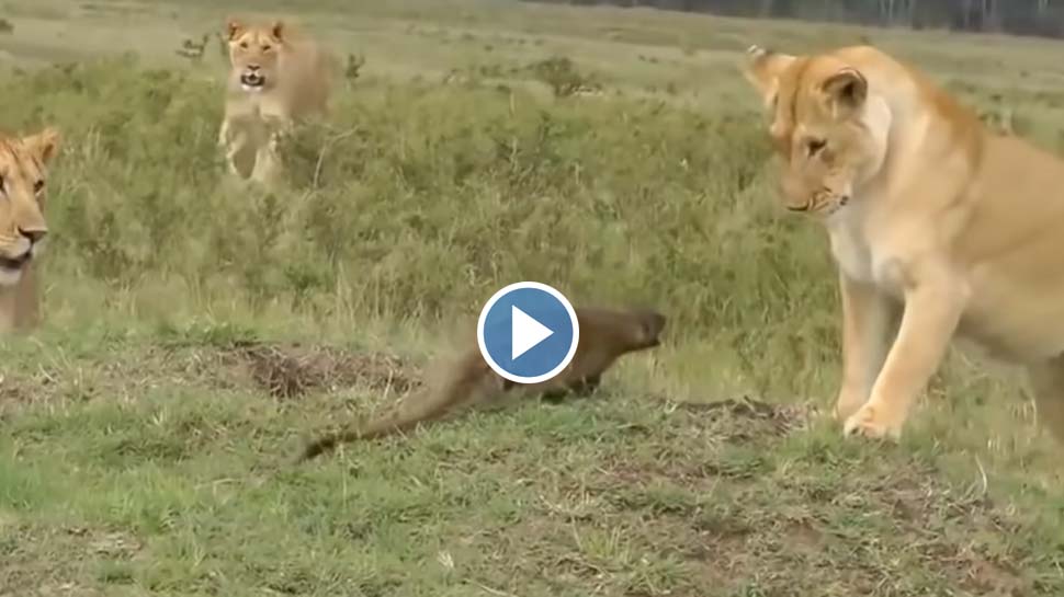 Viral Video Little Mongoose Frightening Lion Video Of A Little Mangoose