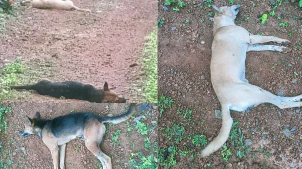 Stray Dogs Kottayam Dogs Death Police Registered Case About Dogs Death Stray Dogs Kottayam Dogs Death Police Registered Case About Dogs Death