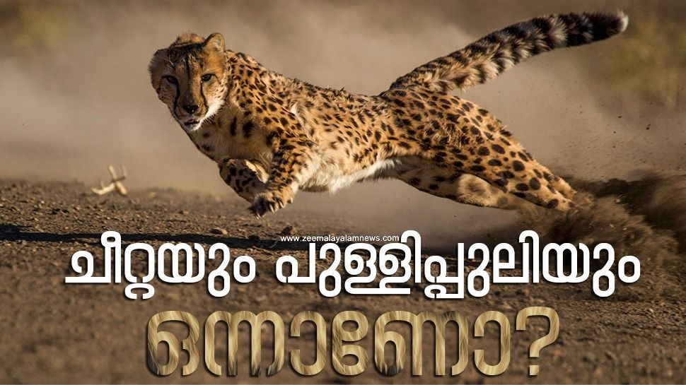 Major Differences Between Cheetah and Leopard All You Wants to Know