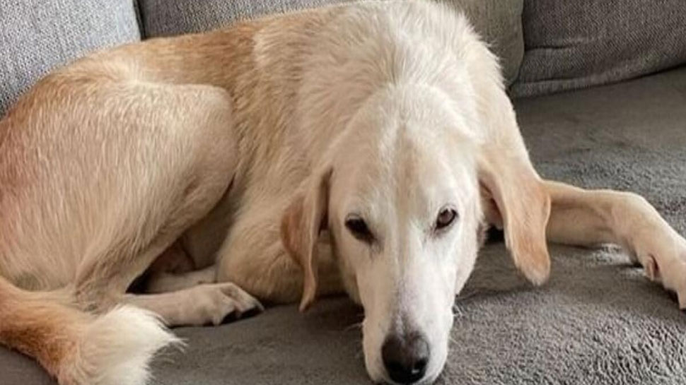 UAE Royal family member steps in to save stray dogs centre from closing